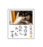 ポメラニアンのあずきくん（個別スタンプ：21）