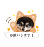 ポメラニアンのあずきくん（個別スタンプ：22）