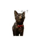 錆猫ちくわ（個別スタンプ：1）