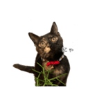 錆猫ちくわ（個別スタンプ：2）