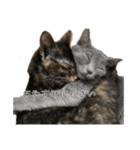 錆猫ちくわ（個別スタンプ：4）