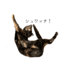 錆猫ちくわ（個別スタンプ：5）