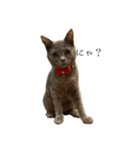錆猫ちくわ（個別スタンプ：6）
