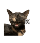 錆猫ちくわ（個別スタンプ：7）