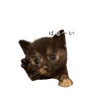 錆猫ちくわ（個別スタンプ：9）
