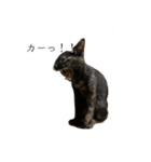 錆猫ちくわ（個別スタンプ：10）