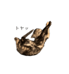 錆猫ちくわ（個別スタンプ：12）