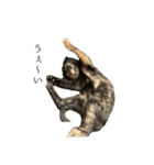 錆猫ちくわ（個別スタンプ：15）