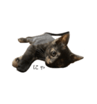 錆猫ちくわ（個別スタンプ：16）