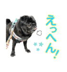 パグとプチブラ大好き生活4（個別スタンプ：1）