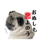 パグとプチブラ大好き生活4（個別スタンプ：7）