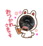 パグとプチブラ大好き生活4（個別スタンプ：32）