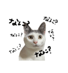 ねこ ねこ ねこ 3（個別スタンプ：1）