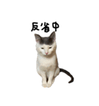 ねこ ねこ ねこ 3（個別スタンプ：2）
