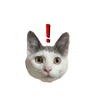 ねこ ねこ ねこ 3（個別スタンプ：3）