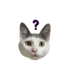 ねこ ねこ ねこ 3（個別スタンプ：4）