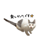 ねこ ねこ ねこ 3（個別スタンプ：5）
