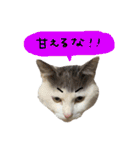 ねこ ねこ ねこ 3（個別スタンプ：6）