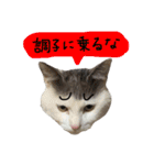 ねこ ねこ ねこ 3（個別スタンプ：7）