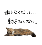 ねこ ねこ ねこ 3（個別スタンプ：8）