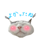 ねこ ねこ ねこ 3（個別スタンプ：9）