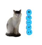 ねこ ねこ ねこ 3（個別スタンプ：10）