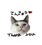 ねこ ねこ ねこ 3（個別スタンプ：11）