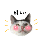 ねこ ねこ ねこ 3（個別スタンプ：12）