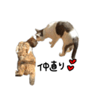 ねこ ねこ ねこ 3（個別スタンプ：14）