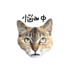 ねこ ねこ ねこ 3（個別スタンプ：15）