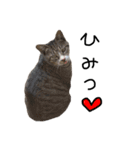 ねこ ねこ ねこ 3（個別スタンプ：16）