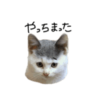 ねこ ねこ ねこ 3（個別スタンプ：17）
