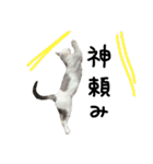 ねこ ねこ ねこ 3（個別スタンプ：18）