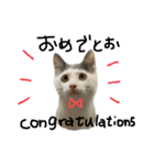 ねこ ねこ ねこ 3（個別スタンプ：21）