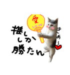 ねこ ねこ ねこ 3（個別スタンプ：22）