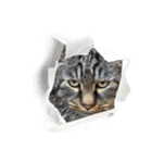 ねこ ねこ ねこ 3（個別スタンプ：23）