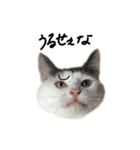 ねこ ねこ ねこ 3（個別スタンプ：24）