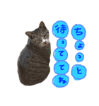 ねこ ねこ ねこ 3（個別スタンプ：25）