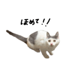 ねこ ねこ ねこ 3（個別スタンプ：26）