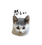 ねこ ねこ ねこ 3（個別スタンプ：27）