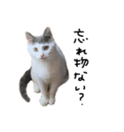 ねこ ねこ ねこ 3（個別スタンプ：28）
