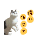 ねこ ねこ ねこ 3（個別スタンプ：29）