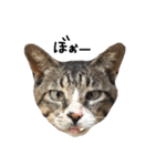 ねこ ねこ ねこ 3（個別スタンプ：30）