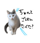 ねこ ねこ ねこ 3（個別スタンプ：31）