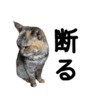 ねこ ねこ ねこ 3（個別スタンプ：32）