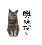 ねこ ねこ ねこ 3（個別スタンプ：33）