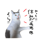 ねこ ねこ ねこ 3（個別スタンプ：34）