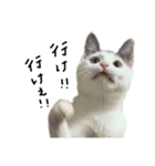 ねこ ねこ ねこ 3（個別スタンプ：36）