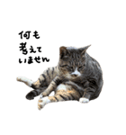 ねこ ねこ ねこ 3（個別スタンプ：37）