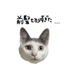 ねこ ねこ ねこ 3（個別スタンプ：38）